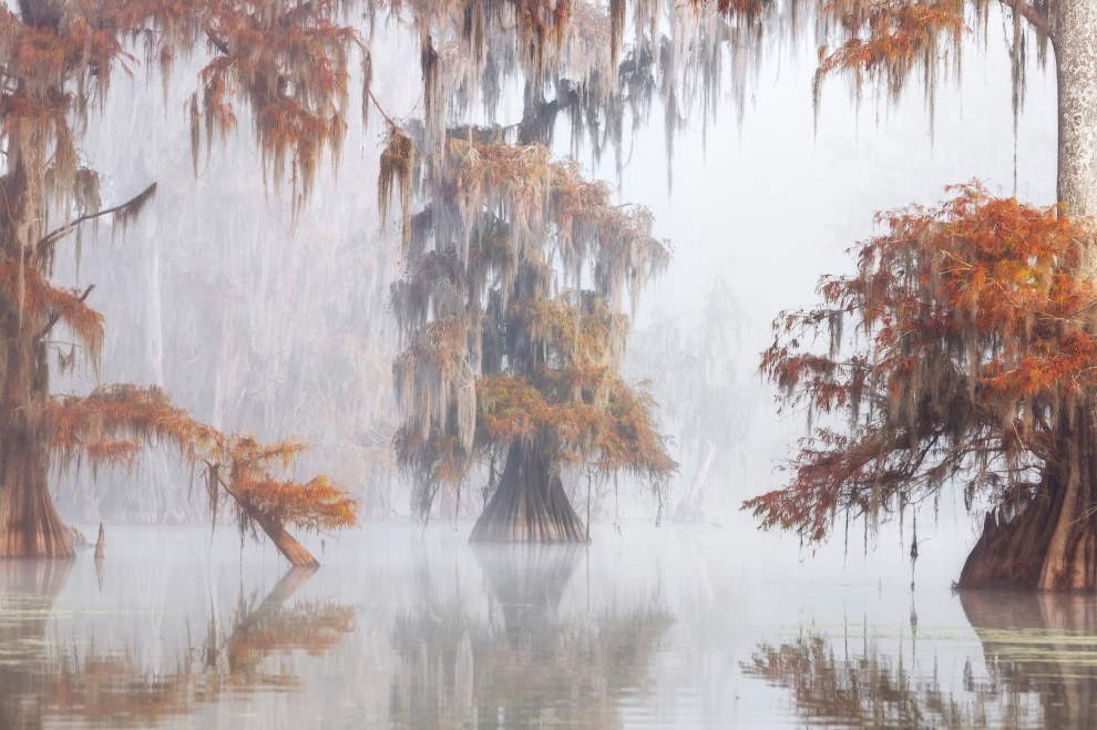 Водно-болотные угодия Луизианы
