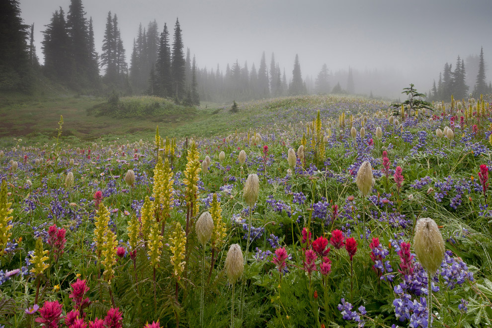 Альпийские летние цветы в национальном парке Маунт-Рейнир в США
