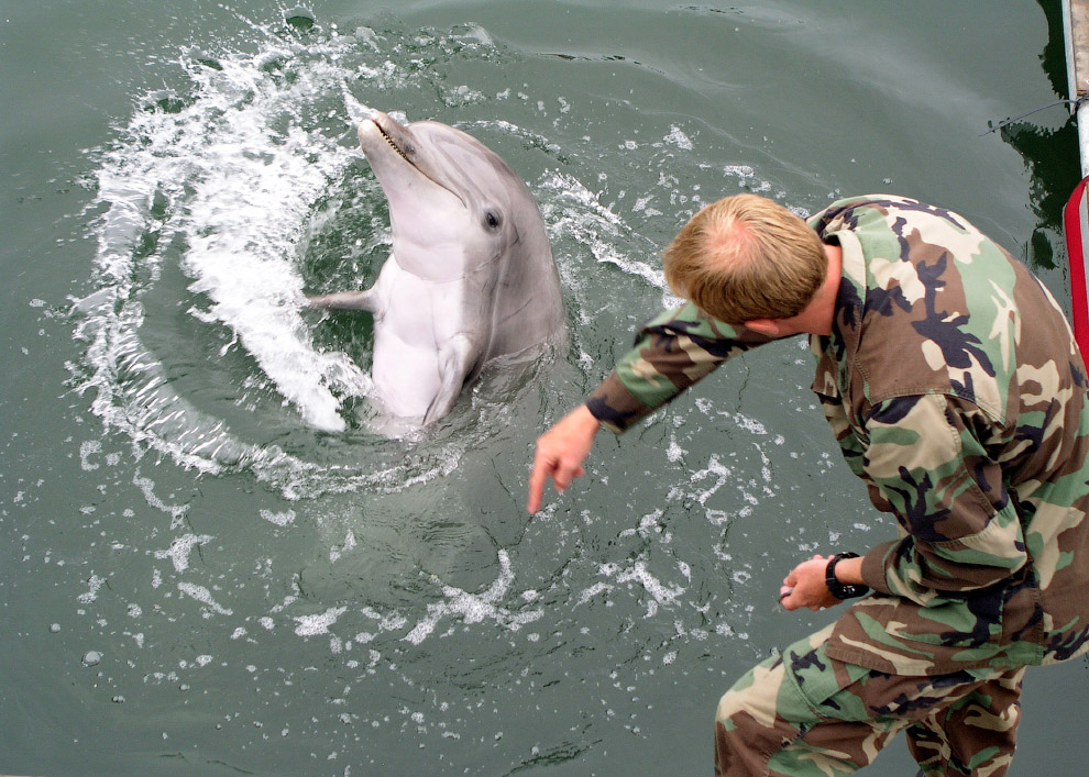 Дельфин во время тренировки