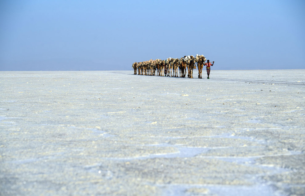 Караван верблюдов с добытой солью, Даллол, Эфиопия