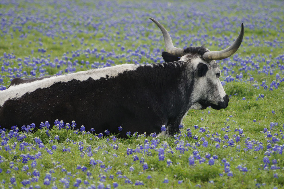 Медитирующая в весеннем поле корова