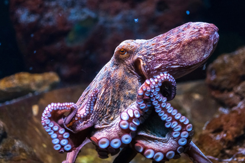 Удивительные факты об осьминогах, которые вы не знали | ФОТО НОВОСТИ