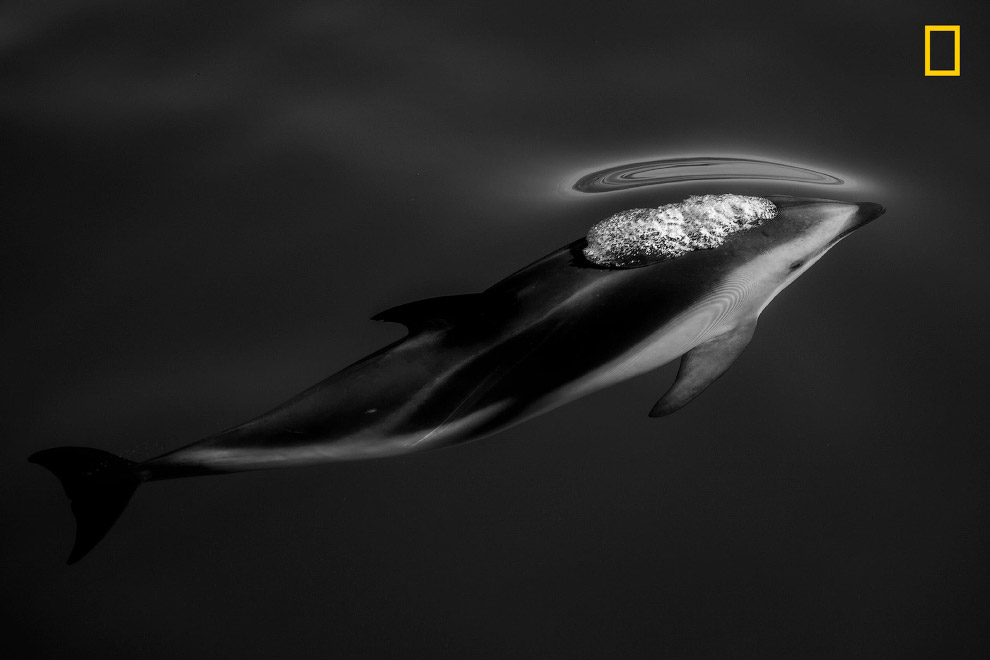 Дельфин возле города Каикоура, Новая Зеландия