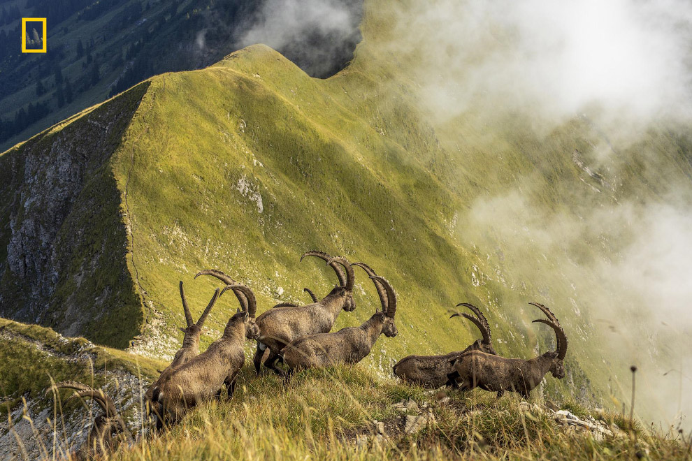 Стадо горных козлов пересекает хребет над озером Бриенц, Швейцария