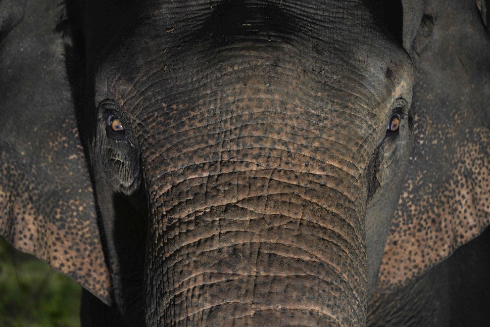 Суматранский слон