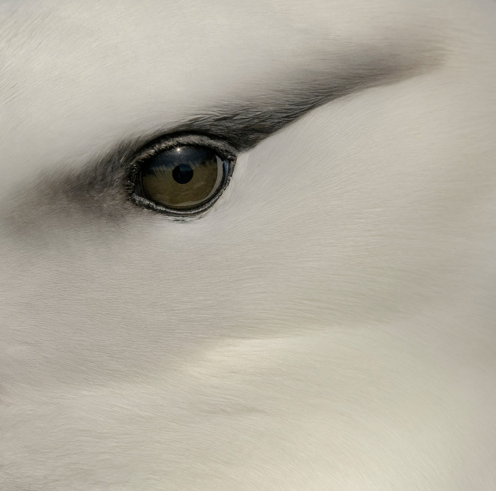 Чернобровый альбатрос