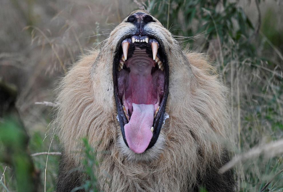 Азиатский лев демонстрирует свои зубы в Лондонском зоопарке