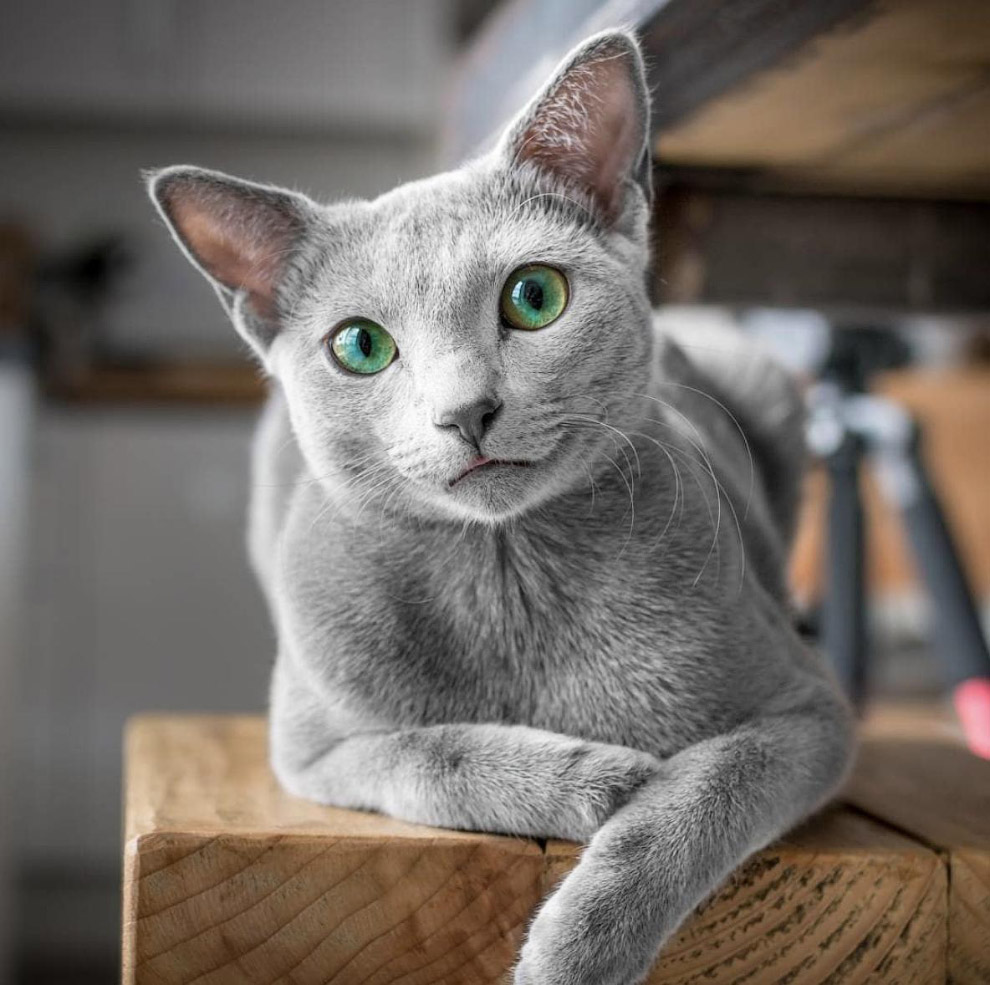 Знакомьтесь, русская голубая кошка