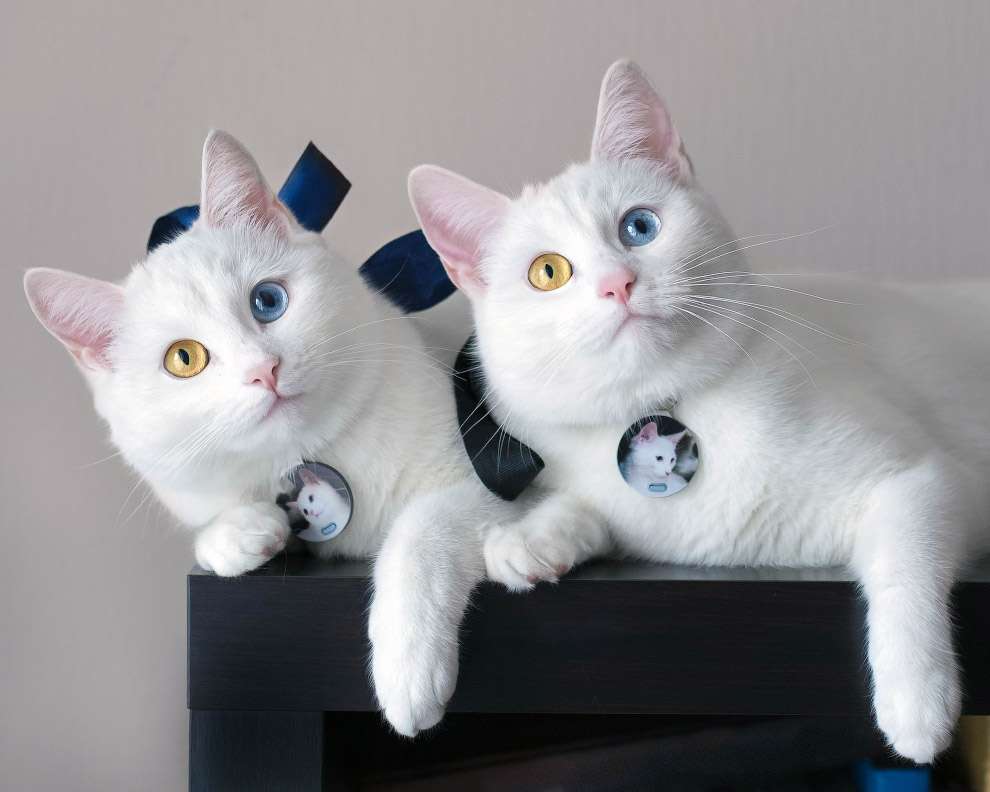 Белые кошки с разными глазами | ФОТО НОВОСТИ