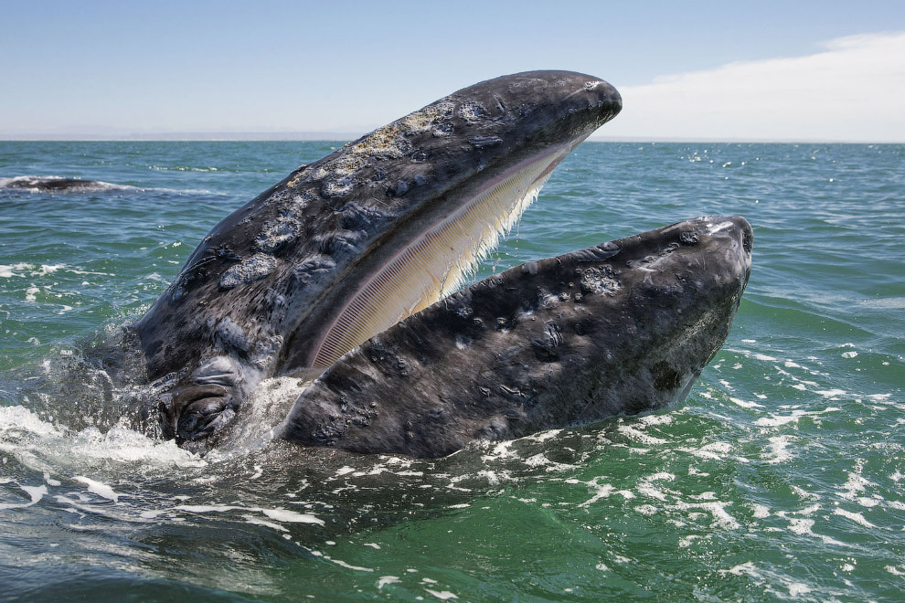 Любопытный молодой серый кит