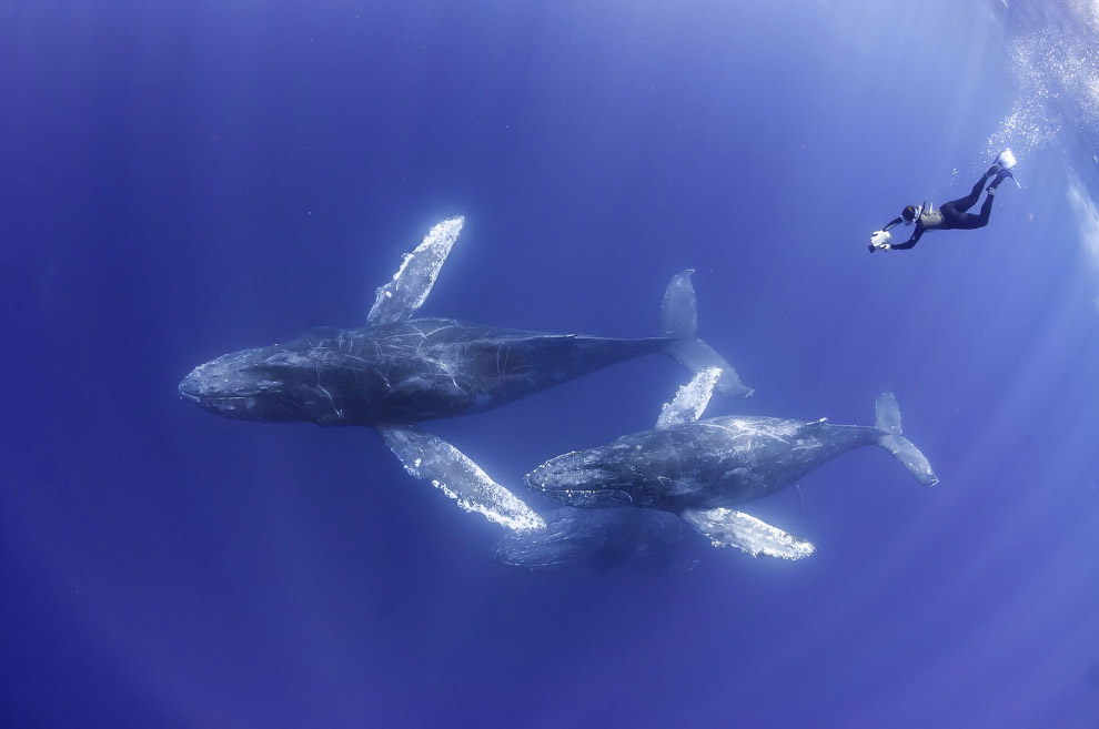 Самка горбатого кита с двумя детенышами