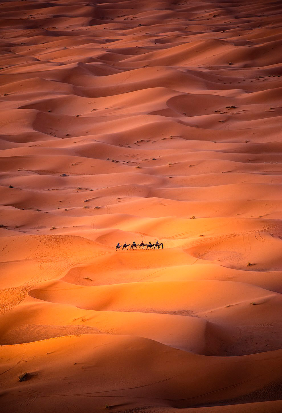 Кочевники, движущиеся по пустыне Сахара