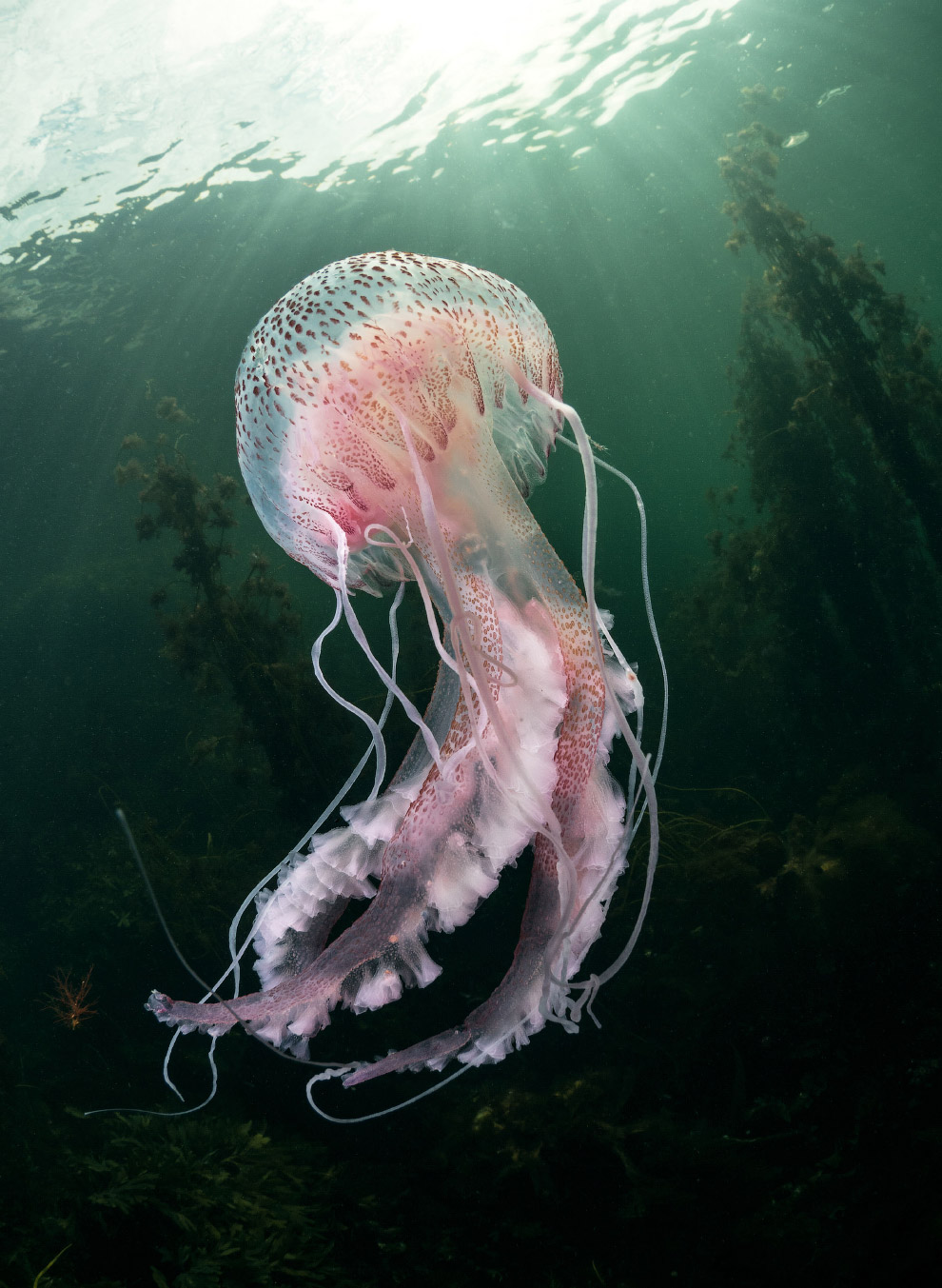 Медуза на побережье Ирландии