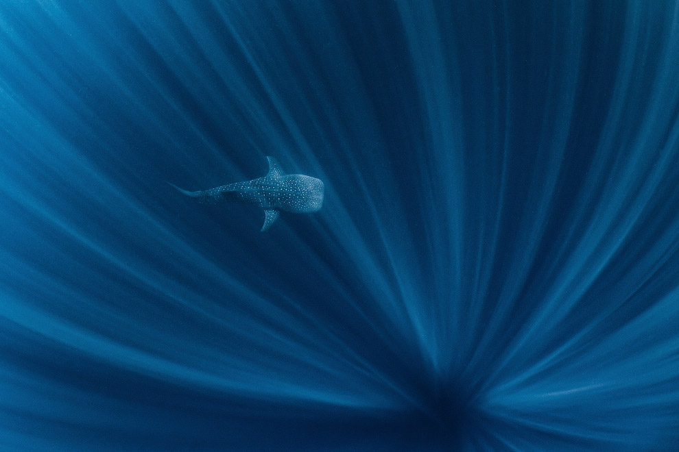 Китовая акула в Австралии