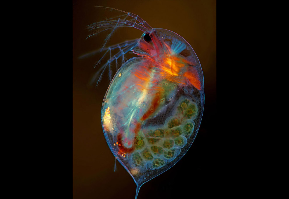 Да́фнии из рода планктонных ракообразных