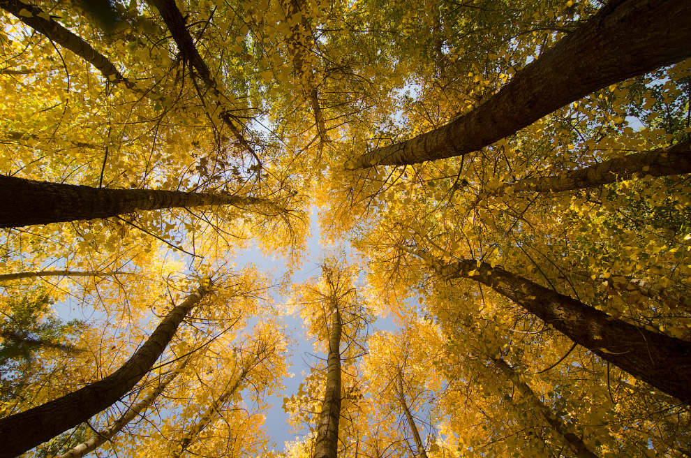 Почему желтеют листья