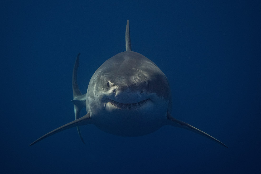 Рифовые акулы на мальдивах фото