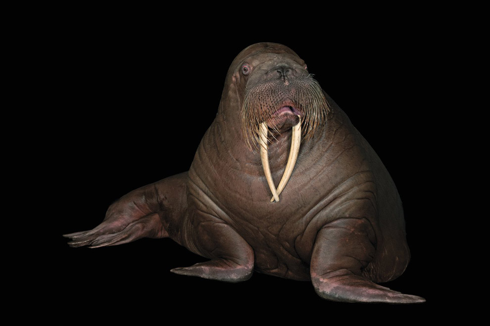 Тихоокеанский морж, Odobenus rosmarus divergens (для оценки угрозы недостаточно данных, DD):