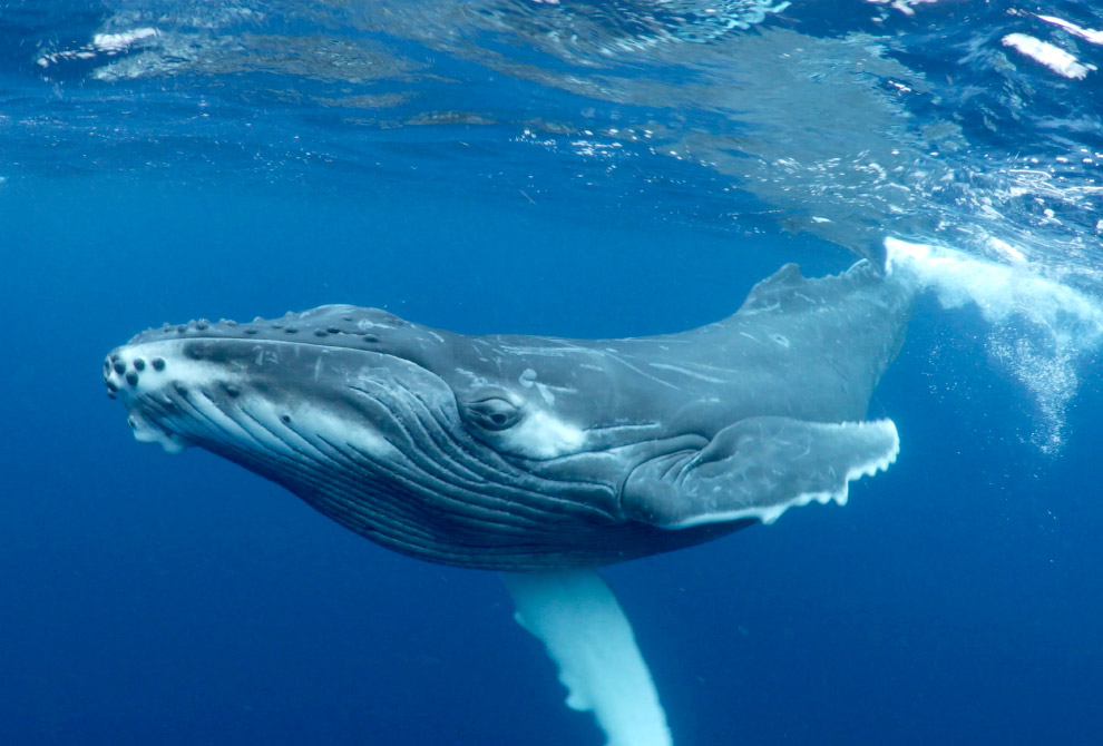 PHOTOS: Swimming with whales
