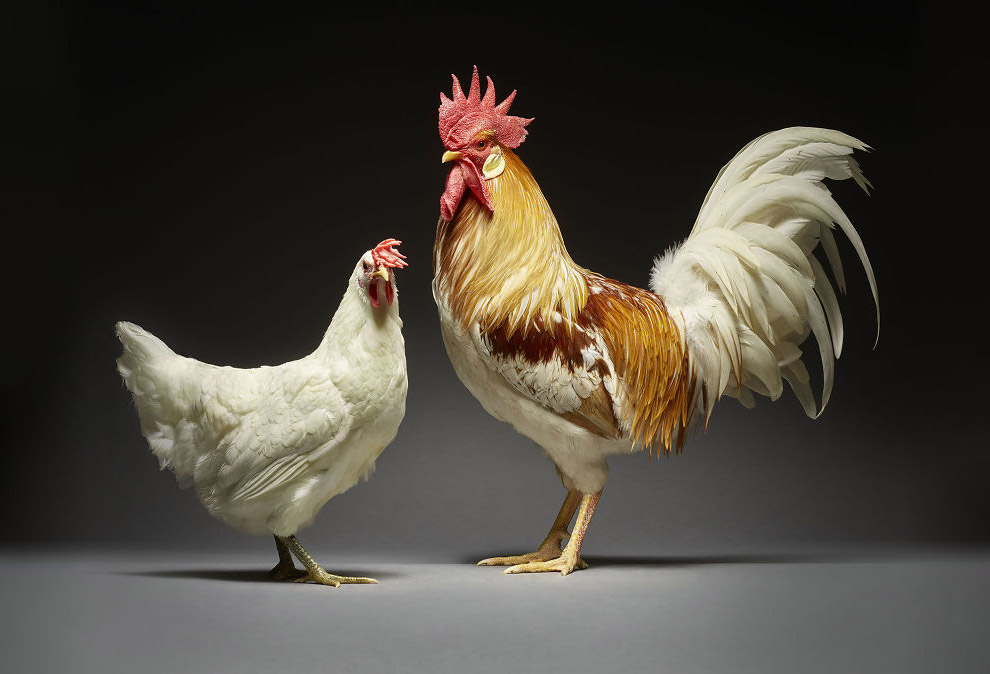 Фотографии курицы и петуха