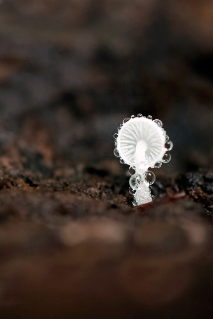 Крошечный гриб внутри гнилого ствола дерева