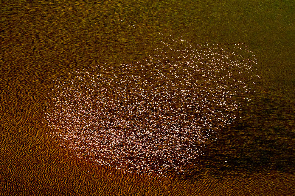 Стая фламинго летит в форме сердца высоко над озером Магади в Кении