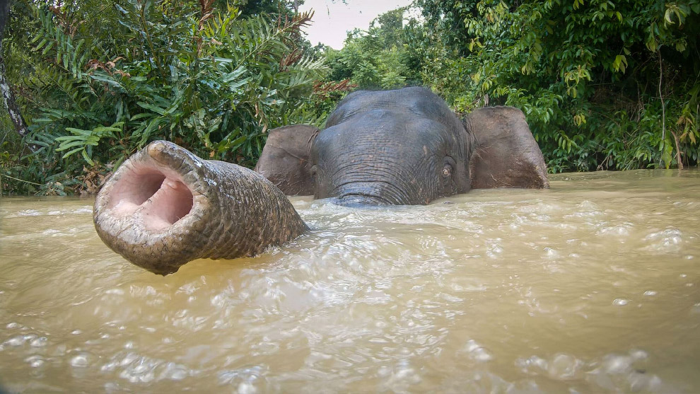 плавающий слон