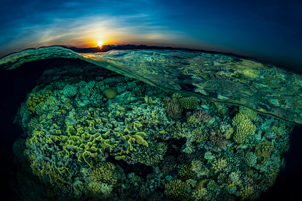 Коралловые рифы в Египте