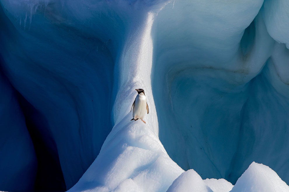Пингвин на айсберге