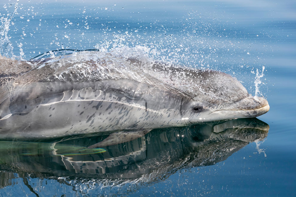 Афалина, или бутылконосый дельфин