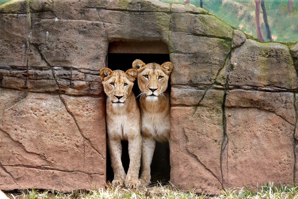 Семья львов в зоопарке в Новом Южном Уэльсе