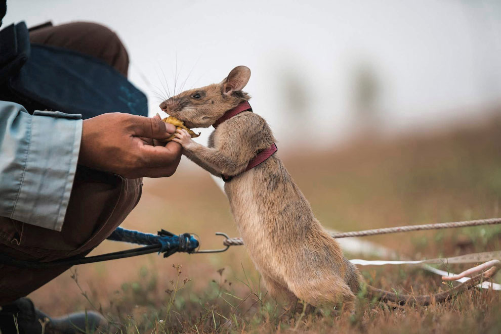 Магава — первая в истории крыса-сапер с золотой медалью | ФОТО НОВОСТИ