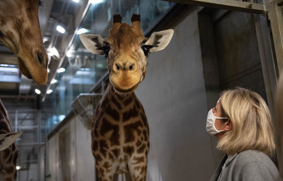 Парижский зоологический парк и его добродушные обитатели