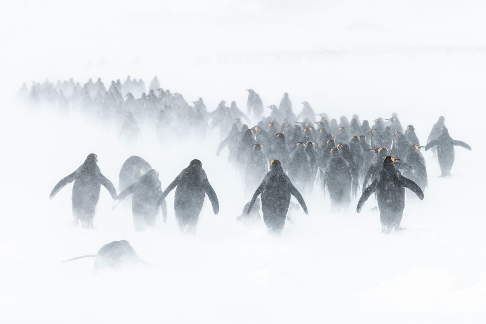 Пингвины маршируют сквозь сильный снегопад