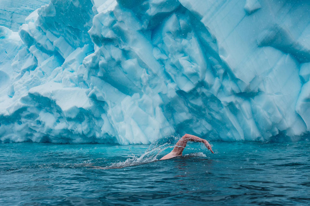 Заплыв у берегов Антарктиды