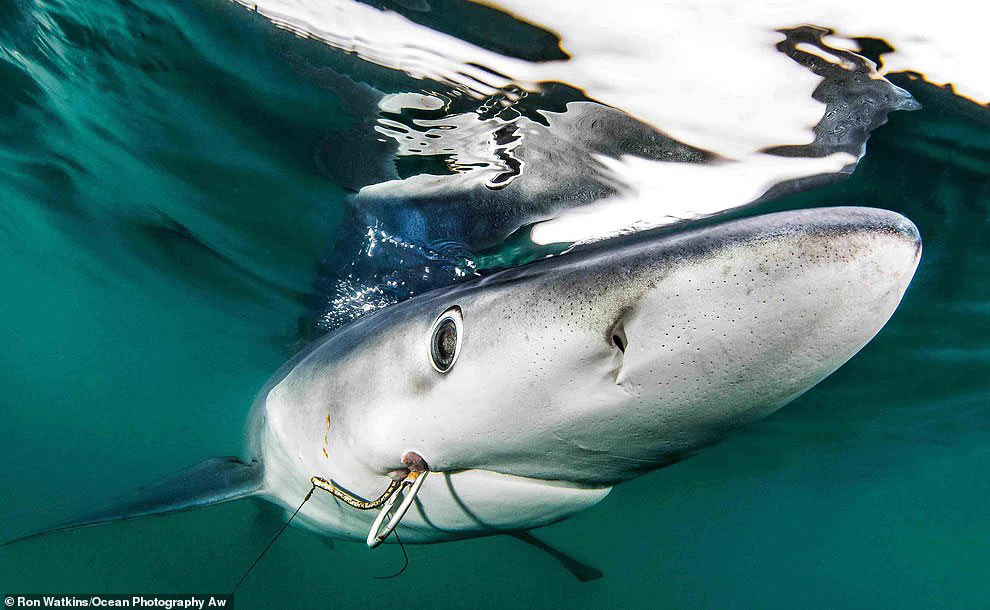 Рыболовные крючки во рту у акулы