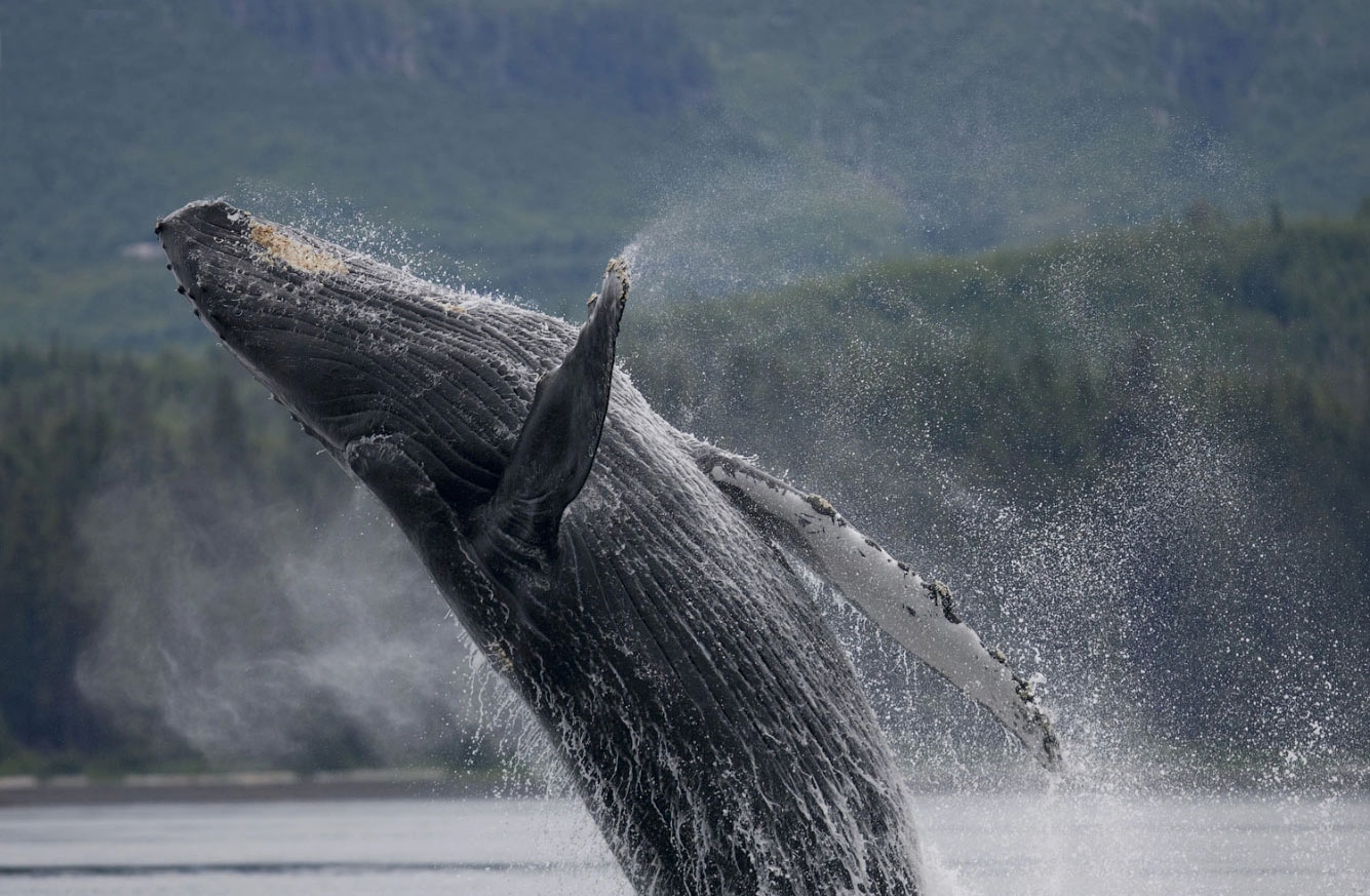Горбатый кит на юго-востоке Аляски