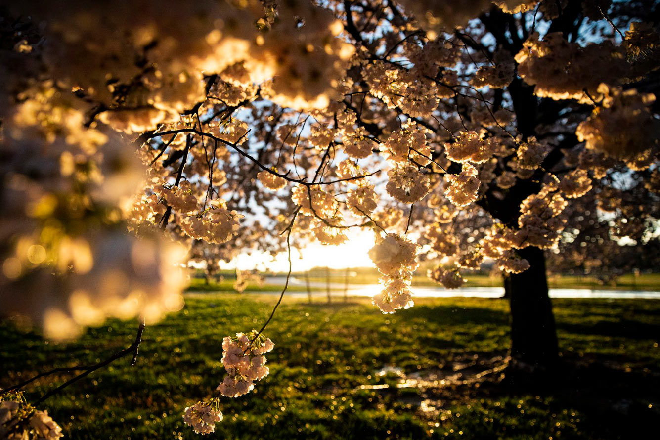 Цветение вишни в Вашингтоне, округ Колумбия