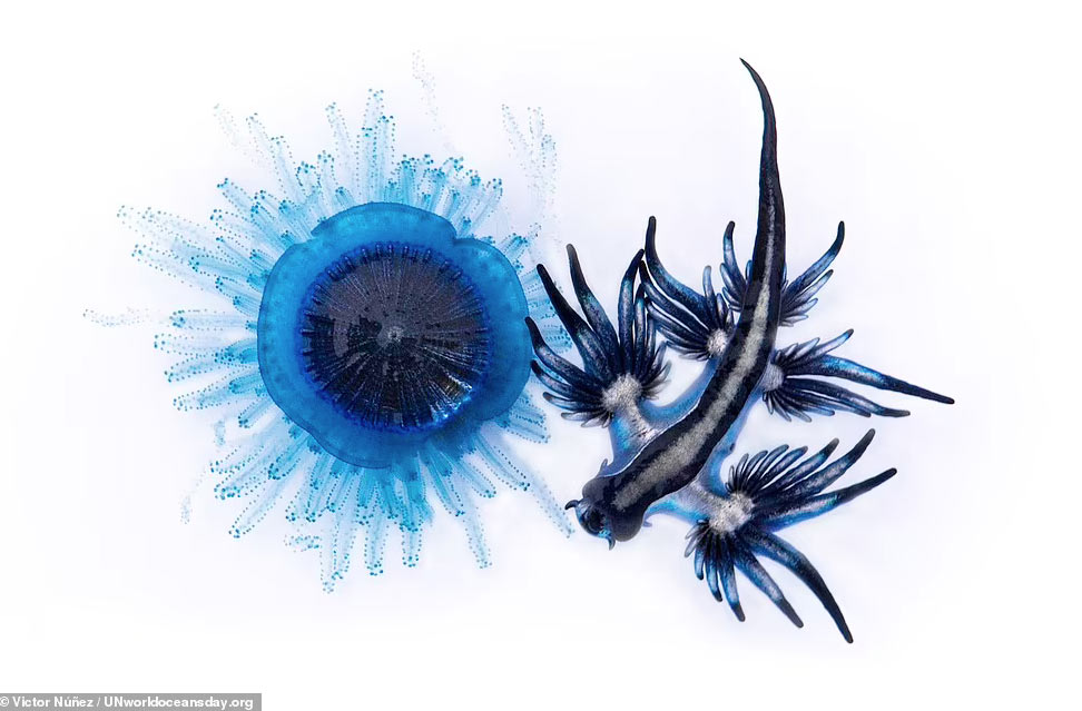 Разновидность морского слизня, также известного, как синий дракон