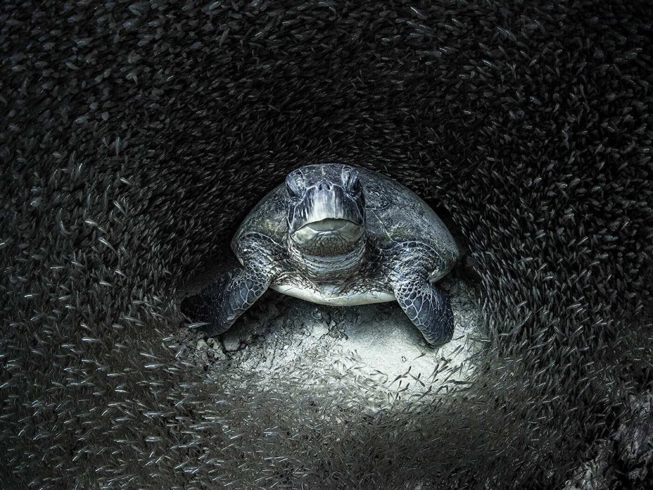 Зеленая морская черепаха в окружении косяка рыбы