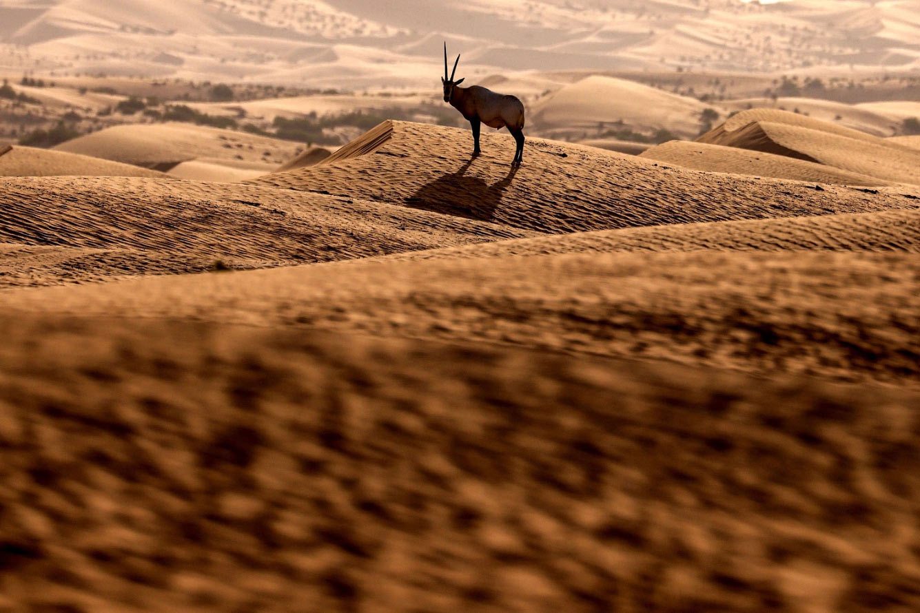 Арабская песчаная газель