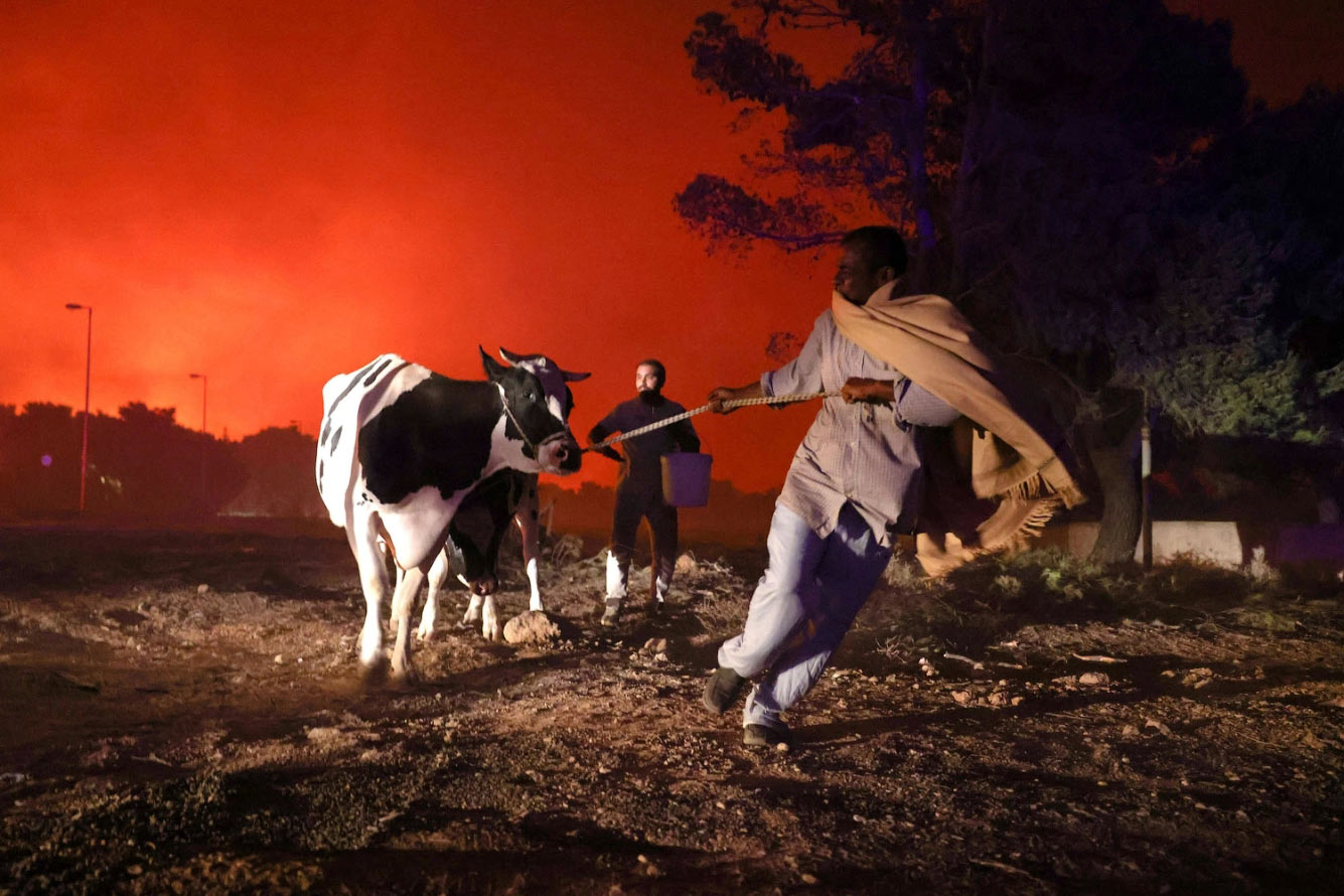 Лесной пожар в афинском пригороде Фракомакедонес