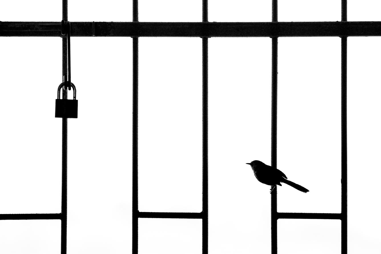 Птица на заборе