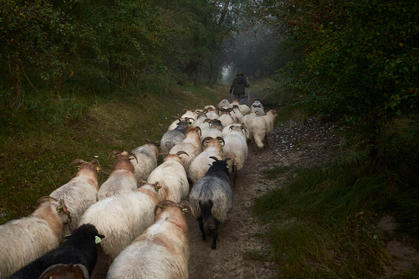 Стадо овец возвращается с пастбищ, Нидерланды