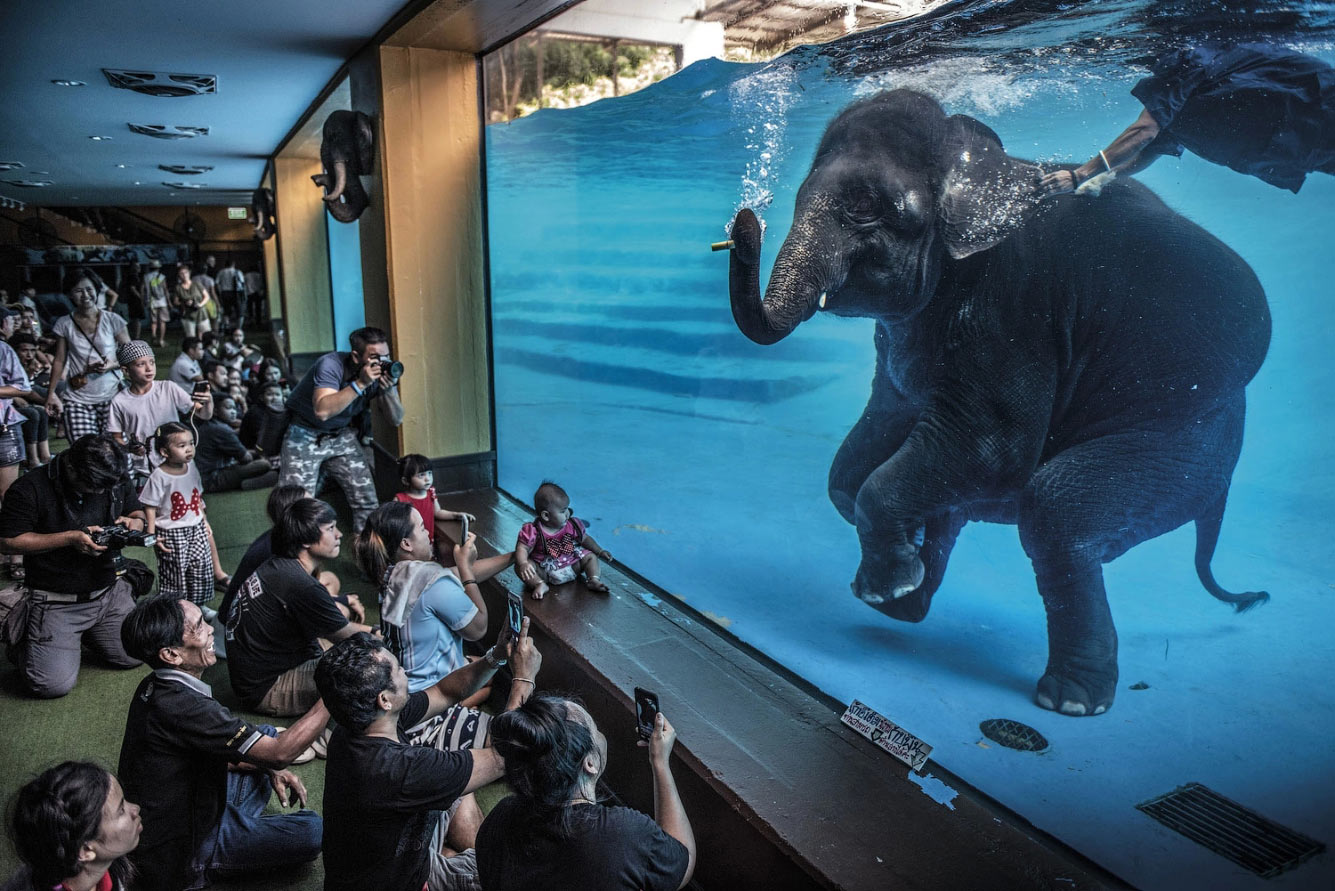 Плавающий слон в зоопарке