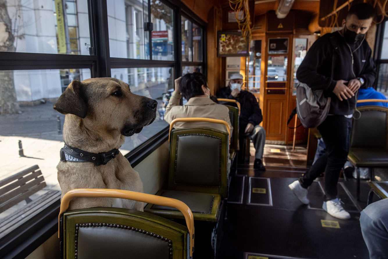 Собака-путешественник Боджи из Стамбула