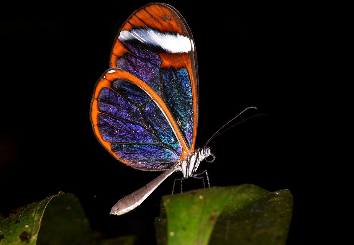 Вид бабочек из семейства нимфалид 