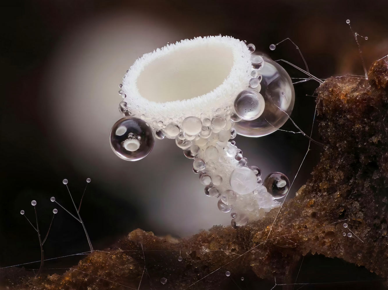 Крошечный чашевидный гриб размером около полумиллиметра высотой