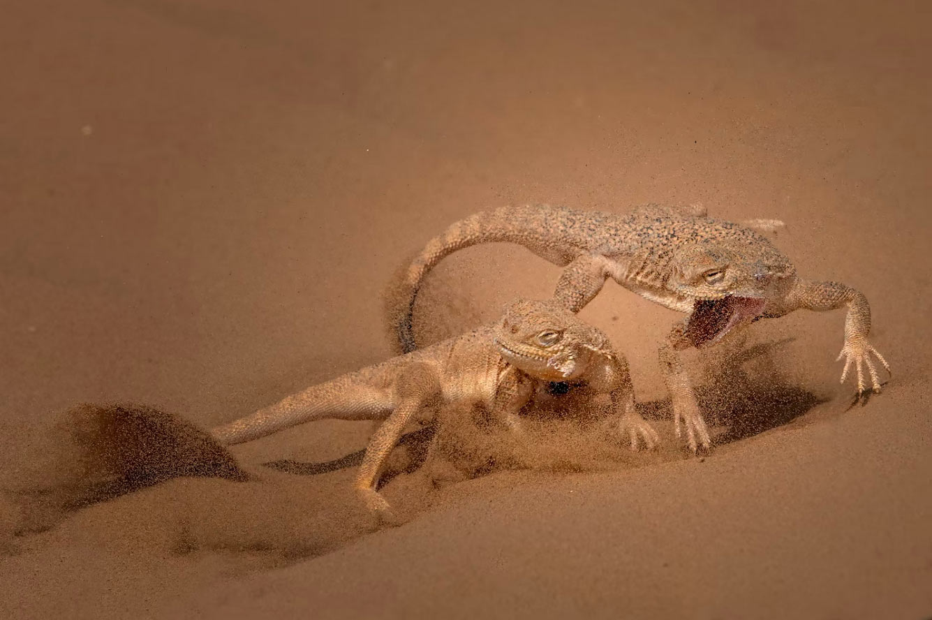 Ушастая круглоголовка — вид ящериц из рода Круглоголовок семейства Агамовых.
