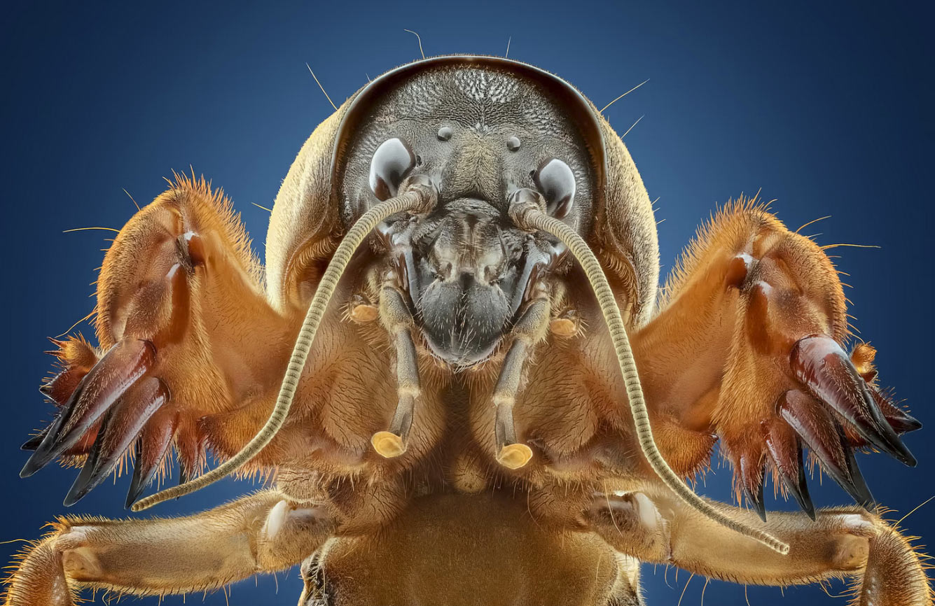 Кротовые сверчки относятся к семейству насекомых Gryllotalpidae